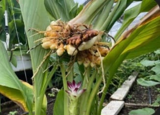 Whole Dried Turmeric